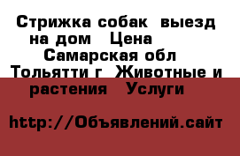 Стрижка собак, выезд на дом › Цена ­ 400 - Самарская обл., Тольятти г. Животные и растения » Услуги   